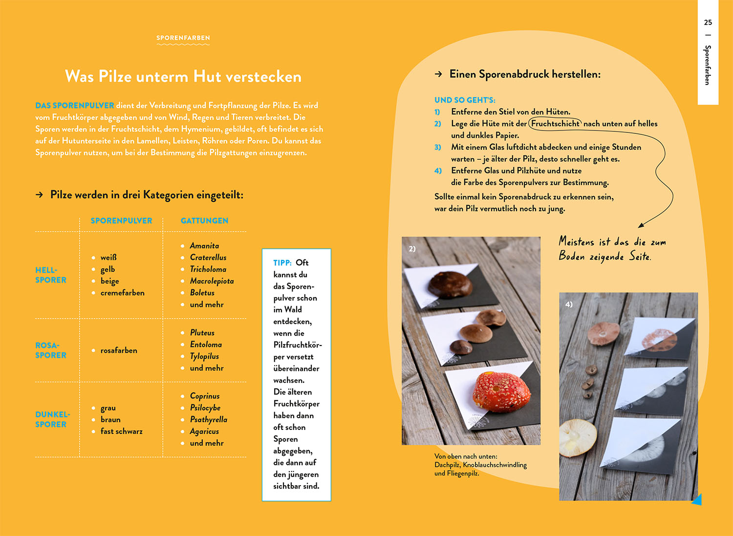 Beispielinhalt (Bild) Nature Guide Pilze