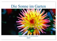 Vorderes Coverbild Die Sonne im Garten - Dahlien, fotografiert von Ralf Kretschmer. (Wandkalender 2025 DIN A2 quer), CALVENDO Monatskalender