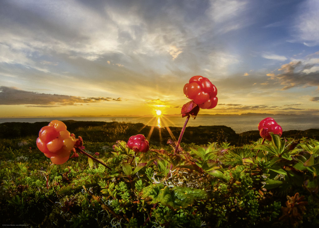 Beispielinhalt (Bild) Cloudberries