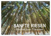Vorderes Coverbild Sanfte Riesen - Bäume zum Träumen (Wandkalender 2025 DIN A4 quer), CALVENDO Monatskalender