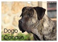Vorderes Coverbild Dogo Canario (Wandkalender 2025 DIN A4 quer), CALVENDO Monatskalender