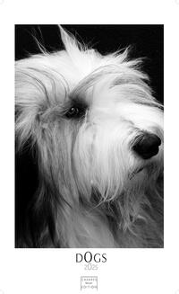 Vorderes Coverbild Dogs 2025 L 59x42cm