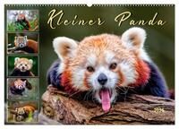 Vorderes Coverbild Kleiner Panda (Wandkalender 2025 DIN A2 quer), CALVENDO Monatskalender