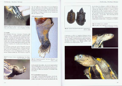 Beispielinhalt (Bild) Schildkröten Symposiumsband
