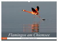 Vorderes Coverbild Flamingos am Chiemsee (Wandkalender 2025 DIN A2 quer), CALVENDO Monatskalender