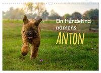Vorderes Coverbild Ein Hundekind namens Anton (Wandkalender 2025 DIN A3 quer), CALVENDO Monatskalender
