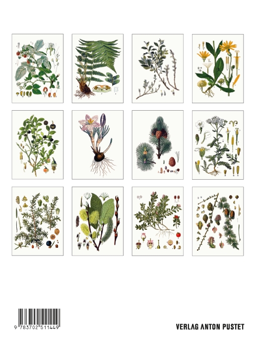 Rückseitencover Alpenflora