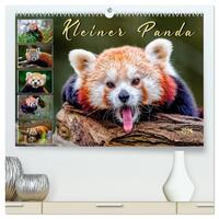 Vorderes Coverbild Kleiner Panda (hochwertiger Premium Wandkalender 2025 DIN A2 quer), Kunstdruck in Hochglanz