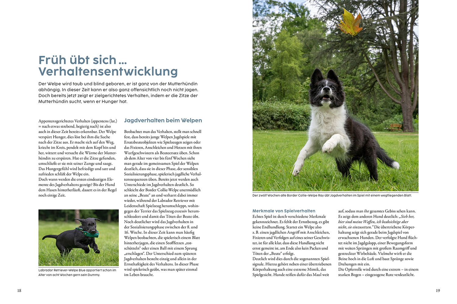 Beispielinhalt (Bild) Jagdverhalten bei Hunden