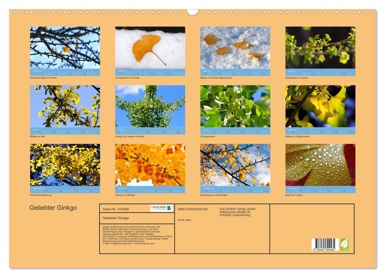 Beispielinhalt (Bild) Geliebter Ginkgo (Wandkalender 2025 DIN A2 quer), CALVENDO Monatskalender