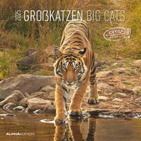 Vorderes Coverbild Alpha Edition - Großkatzen 2025 Broschürenkalender, 30x30cm, Wandkalender mit Platz für Notizen und Termine, Motive von Löwen, Tigern und Co., Monatsübersicht und Ferientermine DE/AT/CH