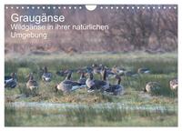 Vorderes Coverbild Graugänse (Wandkalender 2025 DIN A4 quer), CALVENDO Monatskalender