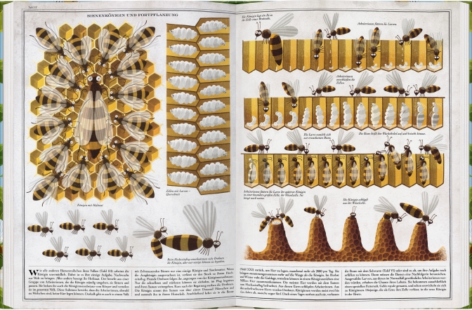 Beispielinhalt (Bild) Bienen