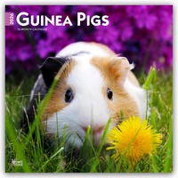 Vorderes Coverbild Guinea Pigs – Meerschweinschen 2026 – 16-Monatskalender