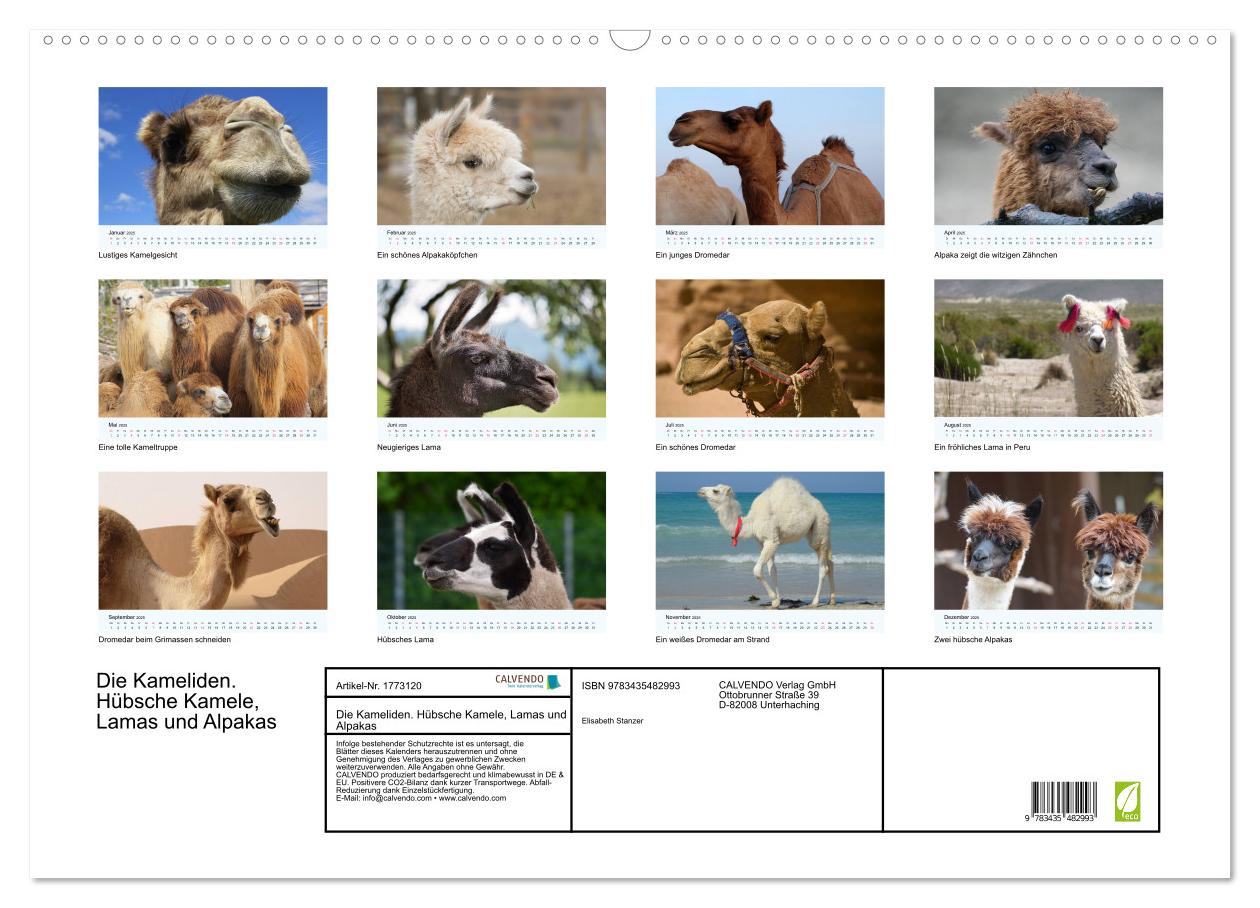 Beispielinhalt (Bild) Die Kameliden. Hübsche Kamele, Lamas und Alpakas (Wandkalender 2025 DIN A2 quer), CALVENDO Monatskalender