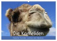 Vorderes Coverbild Die Kameliden. Hübsche Kamele, Lamas und Alpakas (Wandkalender 2025 DIN A2 quer), CALVENDO Monatskalender