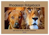 Vorderes Coverbild Rhodesian Ridgeback der Hund mit dem Tropfen Löwenblut (Wandkalender 2025 DIN A2 quer), CALVENDO Monatskalender