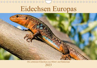 Vorderes Coverbild Eidechsen Europas (Wandkalender immerwährend DIN A4 quer)