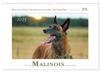 Vorderes Coverbild Mit dem Malinois durch das Jahr (Wandkalender 2025 DIN A3 quer), CALVENDO Monatskalender