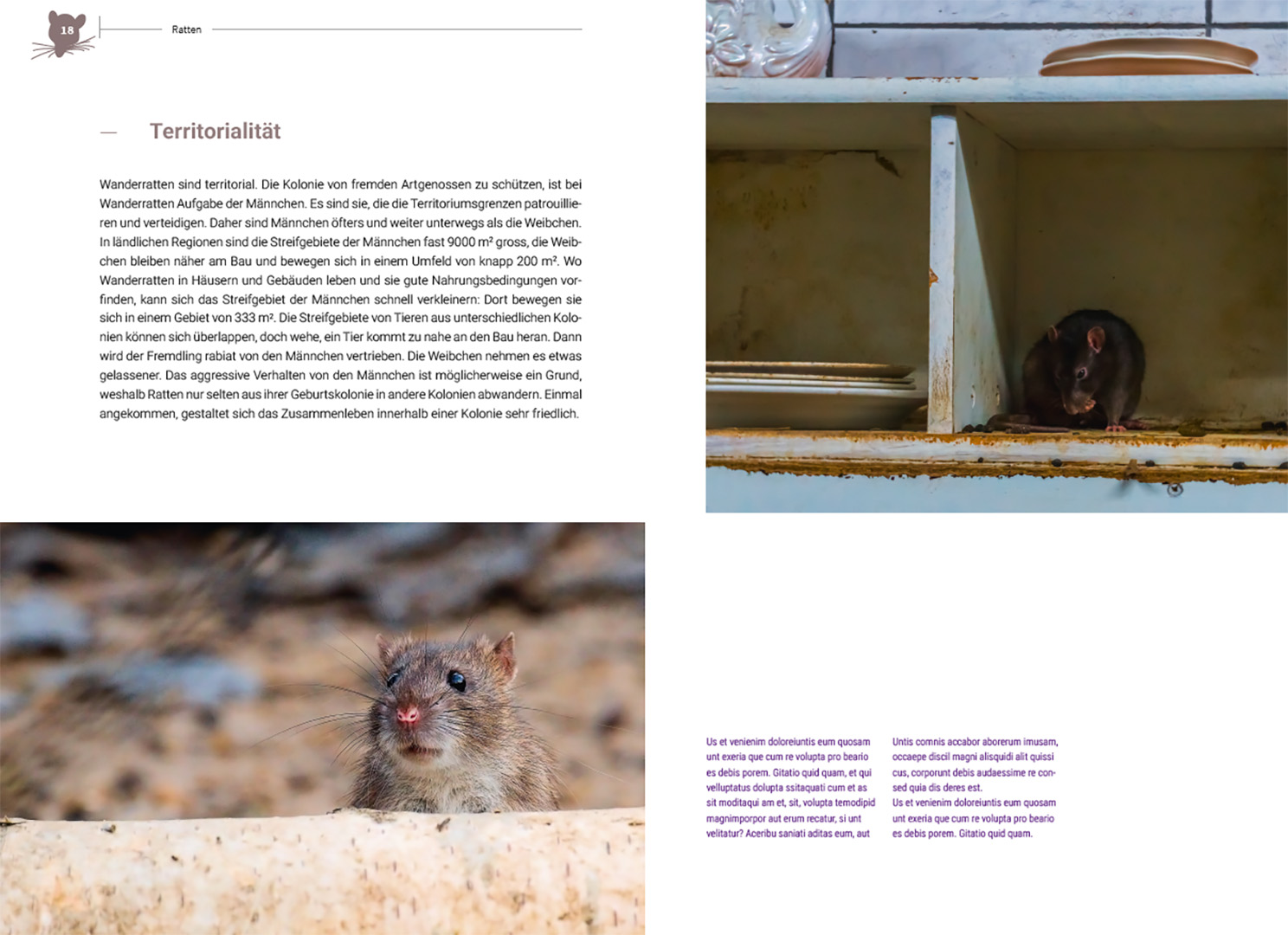 Beispielinhalt (Bild) Ratten