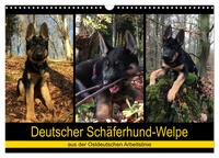 Vorderes Coverbild Deutscher Schäferhund-Welpe - aus der Ostdeutschen Arbeitslinie (Wandkalender 2025 DIN A3 quer), CALVENDO Monatskalender