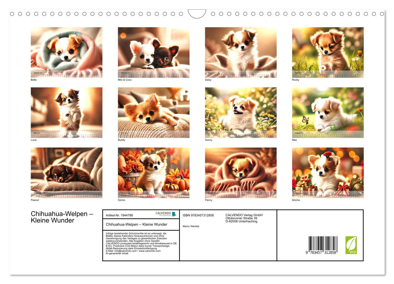 Beispielinhalt (Bild) Chihuahua-Welpen – Kleine Wunder (Wandkalender 2026 DIN A3 quer), CALVENDO Monatskalender