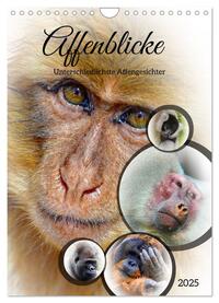 Vorderes Coverbild Affenblicke (Wandkalender 2025 DIN A4 hoch), CALVENDO Monatskalender