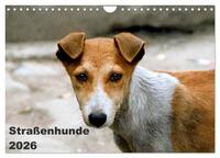 Vorderes Coverbild Straßenhunde (Wandkalender 2026 DIN A4 quer), CALVENDO Monatskalender