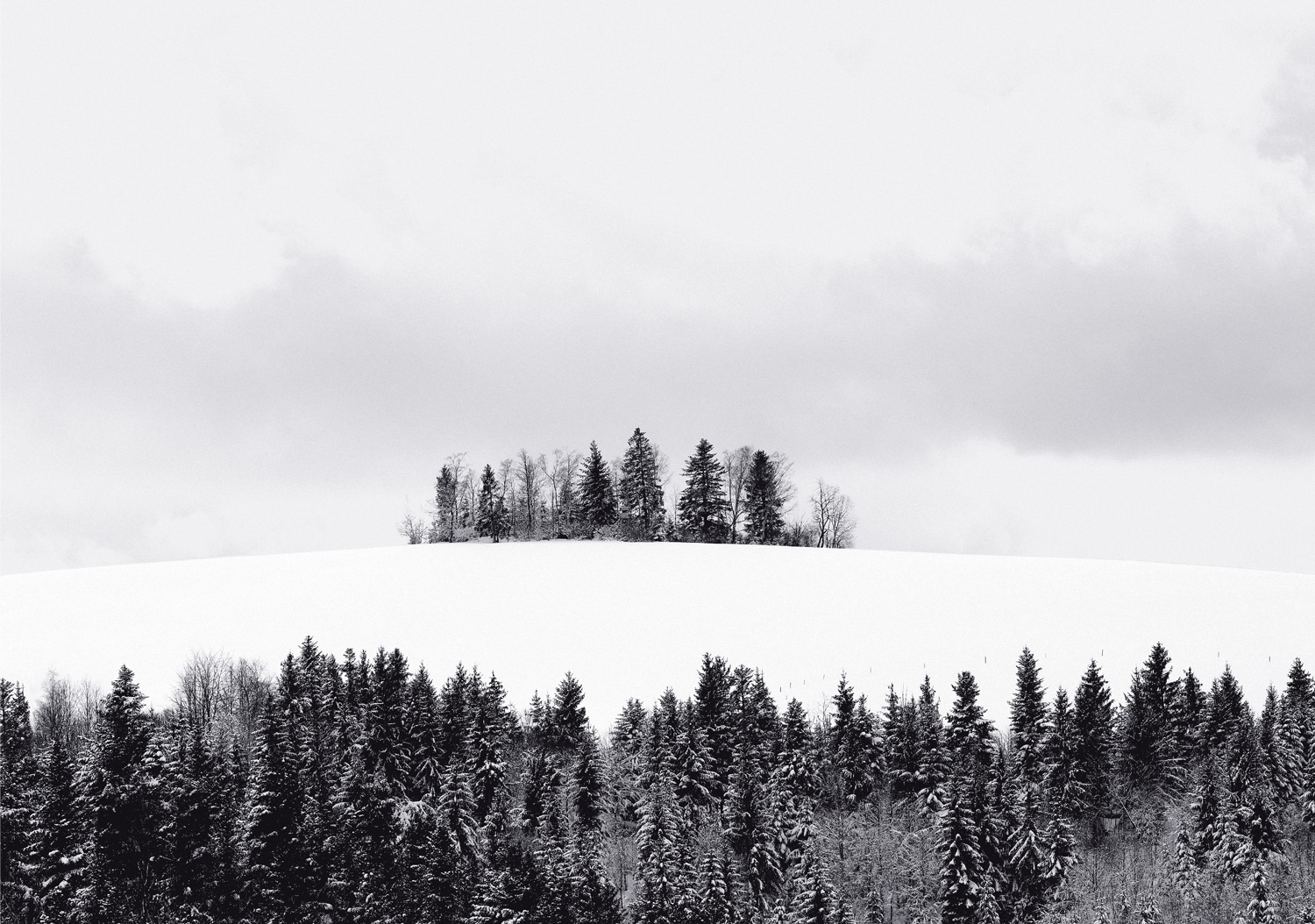 Beispielinhalt (Bild) Schwarz. Wald. Weiß.