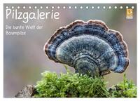 Vorderes Coverbild Pilzgalerie - Die bunte Welt der Baumpilze (Tischkalender 2026 DIN A5 quer), CALVENDO Monatskalender