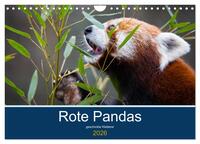 Vorderes Coverbild Rote Pandas - geschickte Kletterer (Wandkalender 2026 DIN A4 quer), CALVENDO Monatskalender