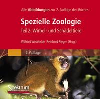 Vorderes Coverbild Bild-DVD, Westheide/Rieger (Hrsg), Spezielle Zoologie, Teil 2: Wirbel- oder Schädeltiere