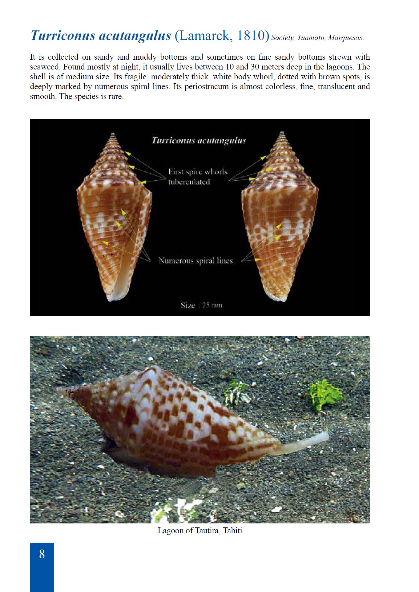 Beispielinhalt (Bild) Conidae from French Polynesia