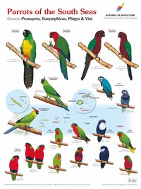 Vorderes Coverbild Poster Parrots of the South Seas