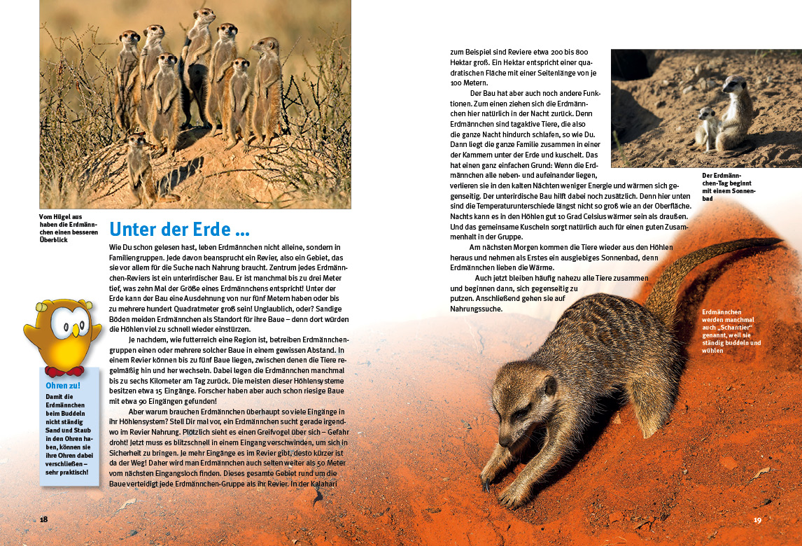 Beispielinhalt (Bild) Entdecke die Erdmännchen
