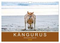 Vorderes Coverbild Kängurus, sprunghafte Gesellen (Wandkalender 2025 DIN A4 quer), CALVENDO Monatskalender