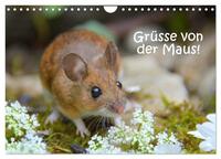 Vorderes Coverbild Grüsse von der Maus! (Wandkalender 2025 DIN A4 quer), CALVENDO Monatskalender