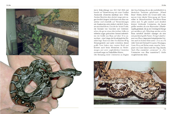 Beispielinhalt (Bild) Boa constrictor