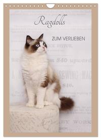 Vorderes Coverbild Ragdolls zum Verlieben (Wandkalender 2025 DIN A4 hoch), CALVENDO Monatskalender