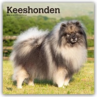Vorderes Coverbild Keeshonden – Wolfsspitz 2026 – 16-Monatskalender