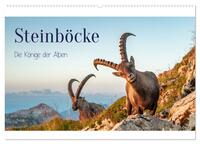 Vorderes Coverbild Steinböcke - Die Könige der Alpen (Wandkalender 2025 DIN A2 quer), CALVENDO Monatskalender