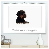 Vorderes Coverbild Dobermann Welpen (hochwertiger Premium Wandkalender 2025 DIN A2 quer), Kunstdruck in Hochglanz