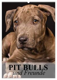 Vorderes Coverbild Pit Bulls und Freunde (Wandkalender 2025 DIN A2 hoch), CALVENDO Monatskalender