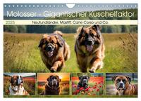 Vorderes Coverbild Molosser - Gigantischer Kuschelfaktor (Wandkalender 2025 DIN A4 quer), CALVENDO Monatskalender