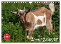 Vorderes Coverbild Zwergziegen (Wandkalender 2025 DIN A4 quer), CALVENDO Monatskalender