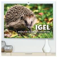 Vorderes Coverbild Igel - Niedliche kleine Stachelritter (hochwertiger Premium Wandkalender 2026 DIN A2 quer), Kunstdruck in Hochglanz