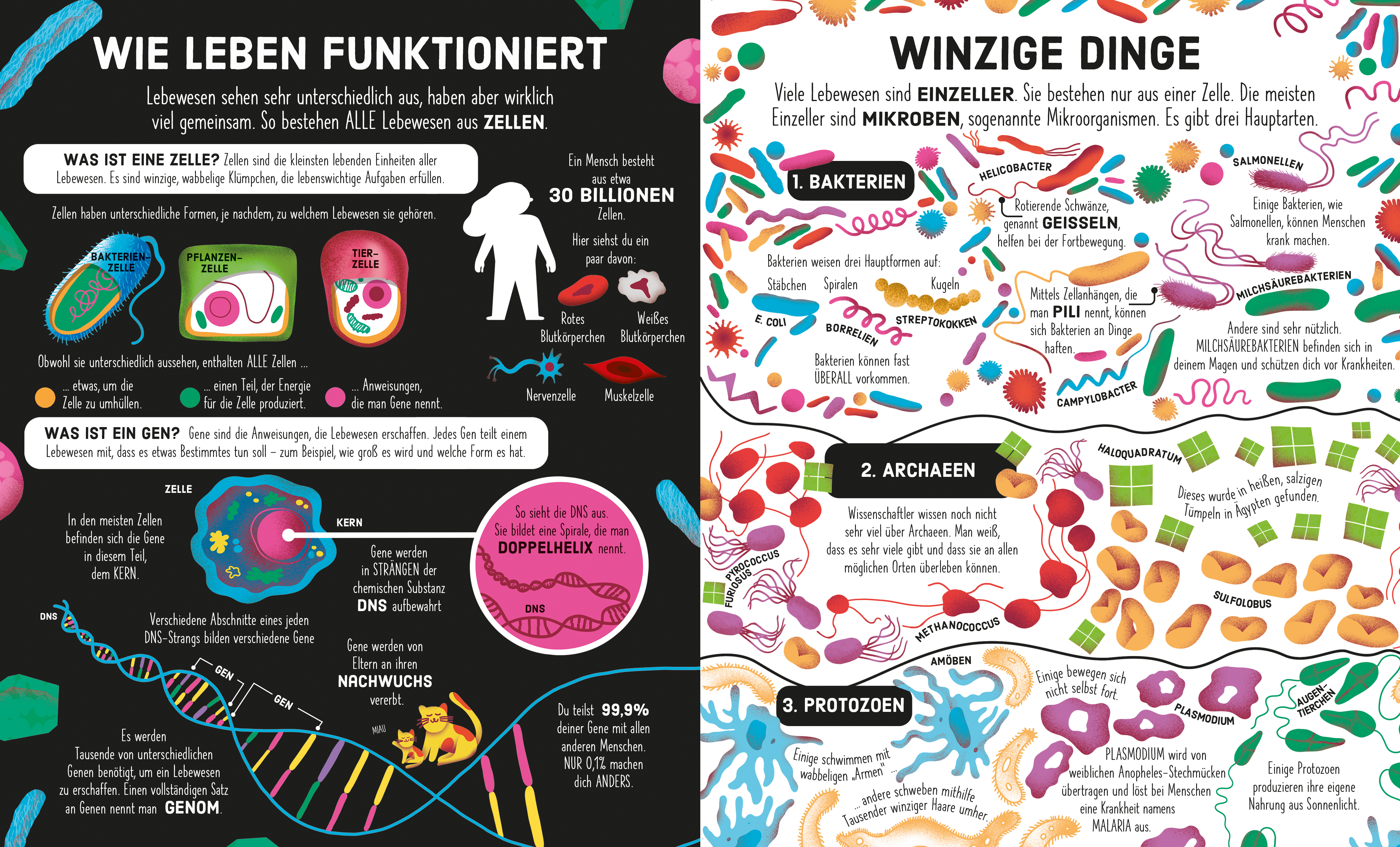 Beispielinhalt (Bild) Puzzle & Buch: Stammbaum des Lebens