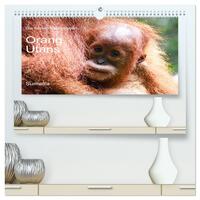Vorderes Coverbild Die letzten freilebenden Orang Utans (hochwertiger Premium Wandkalender 2025 DIN A2 quer), Kunstdruck in Hochglanz