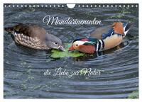 Vorderes Coverbild Mandarinenenten, die Liebe zur Natur (Wandkalender 2025 DIN A4 quer), CALVENDO Monatskalender