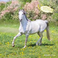 Vorderes Coverbild Alpha Edition - Pferde 2025 Broschürenkalender, 30x30cm, Wandkalender mit Platz für Notizen und Termine, beeindruckende Motive von Pferden, Monatsübersicht und Ferientermine DE/AT/CH